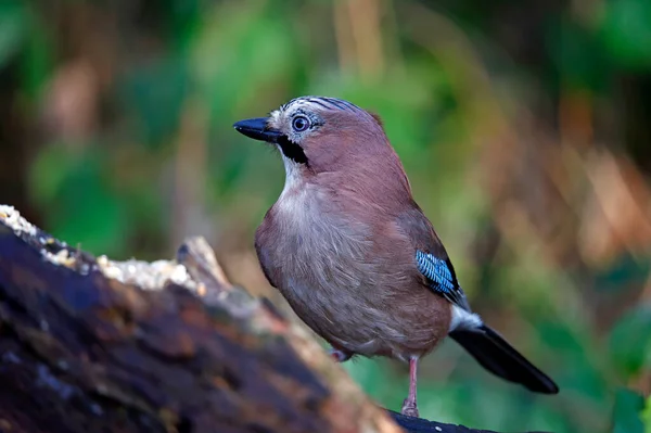 Euraziatische Gaai Die Zich Voedt Het Bos — Stockfoto