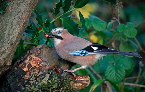 Jay Eurasiático Alimentándose Bosque — Foto de Stock