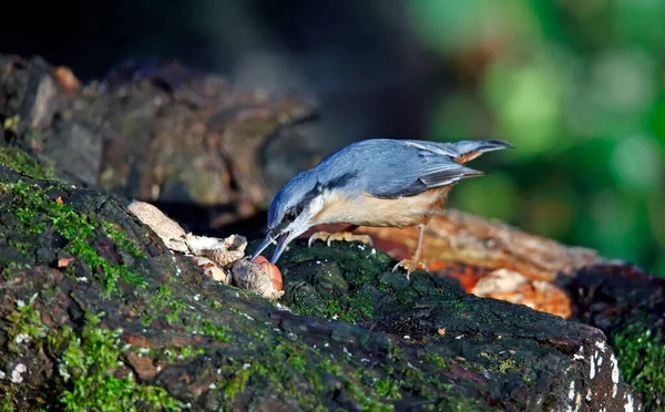 Nuthatch Ψάχνει Για Φαγητό Στο Δάσος — Φωτογραφία Αρχείου