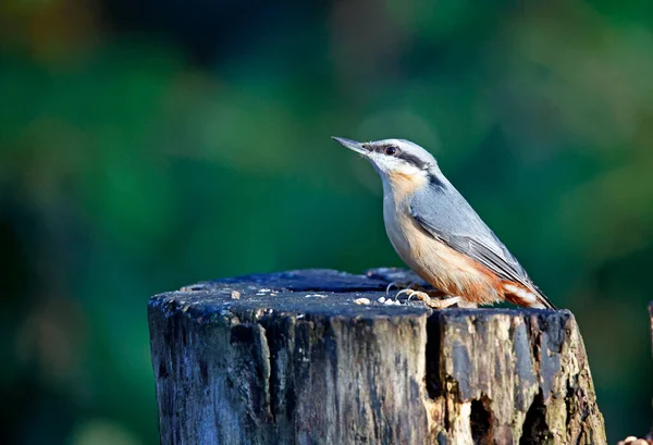 Nuthatch Procura Comida Floresta — Fotografia de Stock