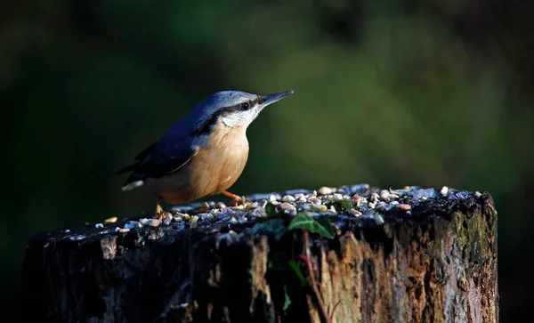 Nuthatch Söker Mat Skogen — Stockfoto