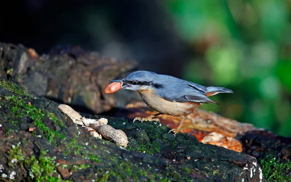 Nuthatch Searching Food Woods — Stock Photo, Image
