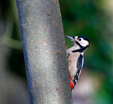 Bir ağaç gövdesi üzerinde büyük benekli ağaçkakan