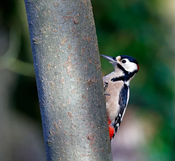 Gran Pájaro Carpintero Manchado Tronco Árbol — Foto de Stock