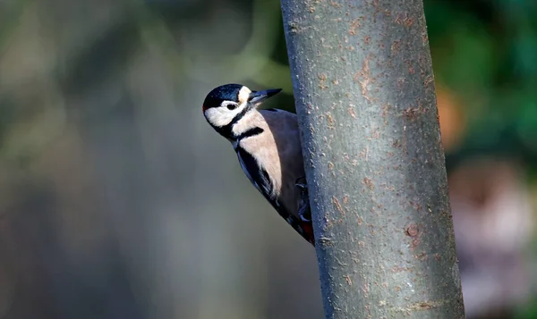 Gran Pájaro Carpintero Manchado Tronco Árbol — Foto de Stock