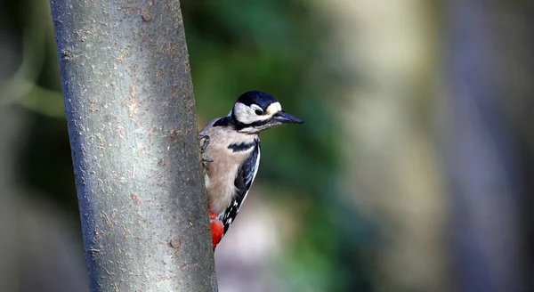 Great Spotted Woodpecker Perched Tree Trunk — Stock Photo, Image