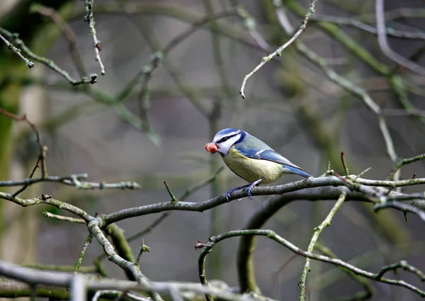 Blue Tit Perched Tree Eating Nuts — Stockfoto