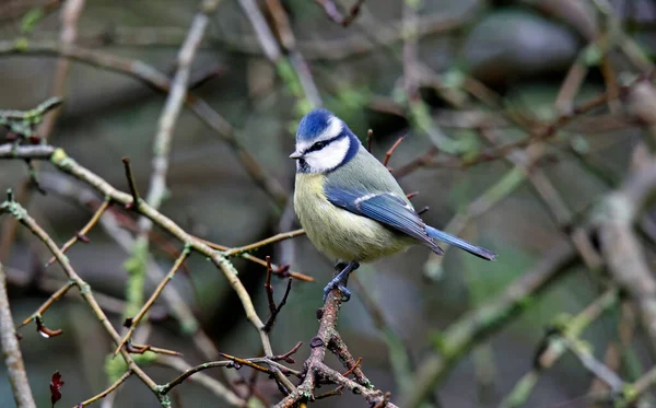 Blue Tit Perched Tree Eating Nuts — Foto Stock