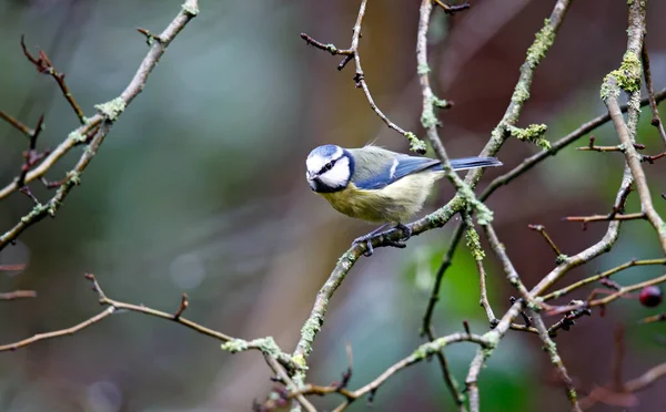 Blue Tit Perched Tree Eating Nuts — Stockfoto