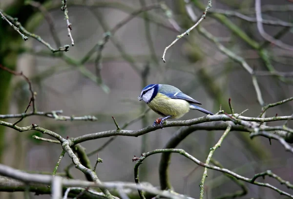 Blue Tit Perched Tree Eating Nuts — Stockfoto