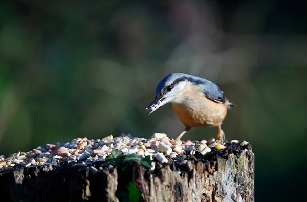 Kleiber Einer Futterstelle Wald — Stockfoto