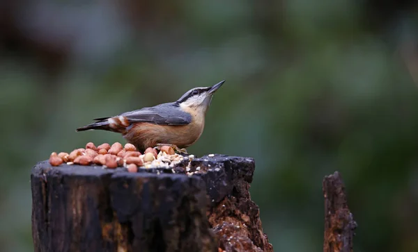 Nuthatch Sitio Alimentación Forestal — Foto de Stock