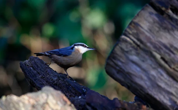 Nuthatch Local Alimentação Floresta — Fotografia de Stock