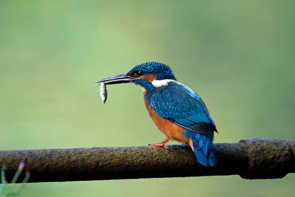 Masculino Kingfisher Pesca Torno Lago — Fotografia de Stock