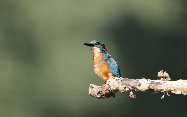 Masculino Kingfisher Pesca Torno Lago — Fotografia de Stock