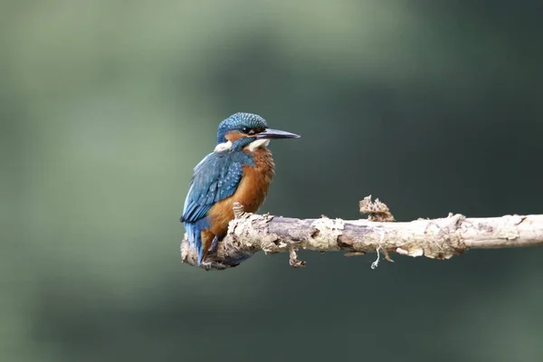 Manlig Kungsfiskare Fiske Runt Sjön — Stockfoto