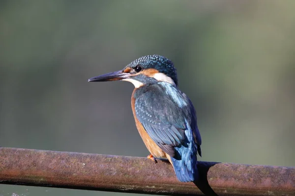 Masculino Kingfisher Pesca Torno Lago — Fotografia de Stock