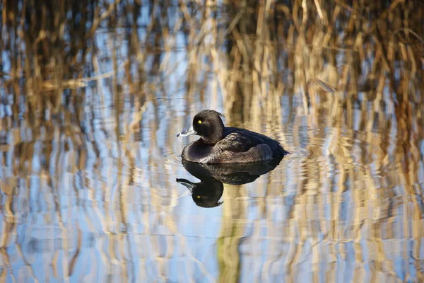 Pato Tufado Fêmea Nadando Lago Calmo Sol Primavera — Fotografia de Stock