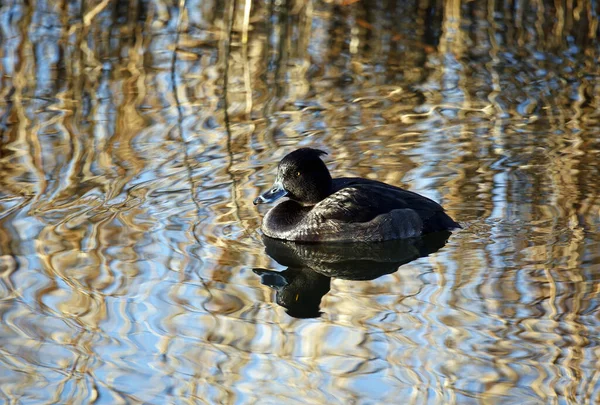 Female Tufted Duck Swimming Calm Lake Spring Sunshine — Stock Photo, Image