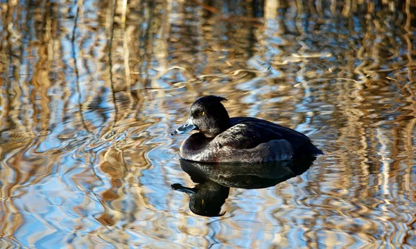 Female tufted duck swimming on a calm lake in spring sunshine