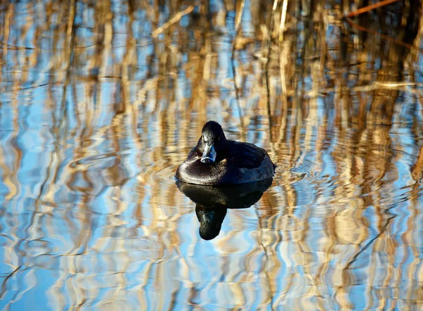 Женщина Утка Плывёт Спокойному Озеру Весеннем Солнце — стоковое фото