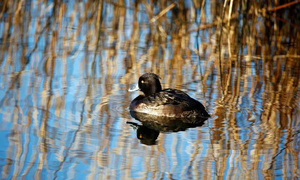 在春日的阳光下 雌性凝鸭在平静的湖上游泳 图库图片