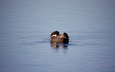 Coot swimming on a calm and reflective lake clipart