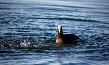 Sakin ve yansıtıcı bir gölde yüzen ördek.