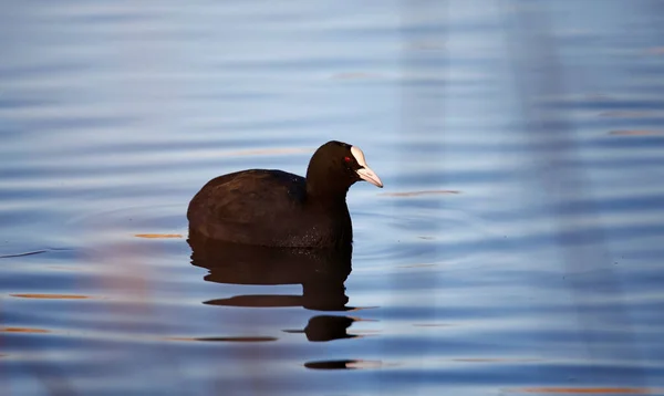 Natation Des Pieds Sur Lac Calme Réfléchissant — Photo