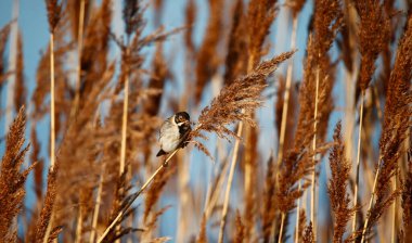 Erkek sazlıklar tohum başlıklarıyla besleniyor.