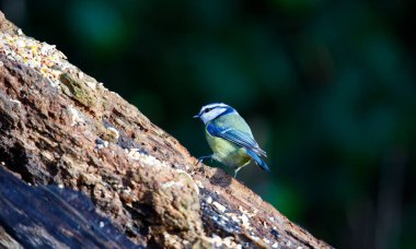 Blue tit foraging for food in the woods