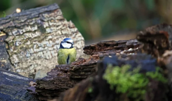 Blue Tit Foraging Food Woods — Foto Stock