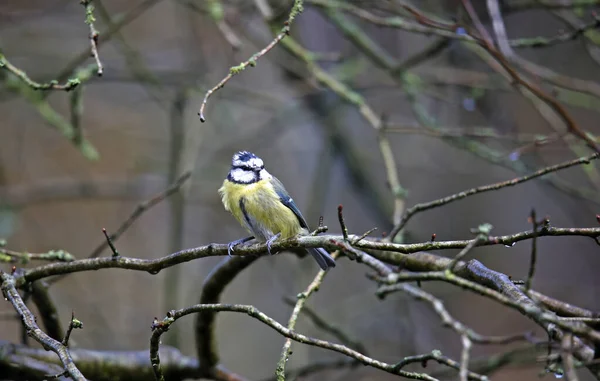 Blue Tit Foraging Food Woods — Φωτογραφία Αρχείου