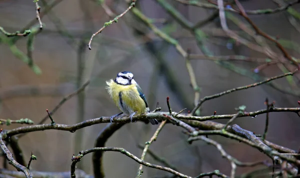 Blue Tit Foraging Food Woods — Foto de Stock