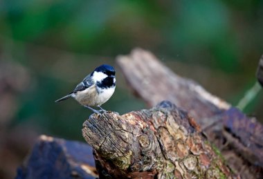 Coal tit foraging for food in the woods