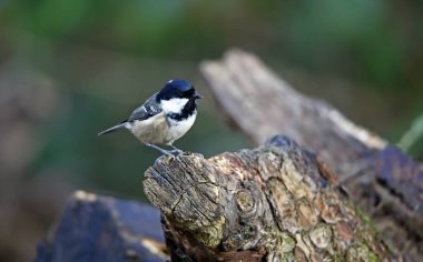Coal tit foraging for food in the woods