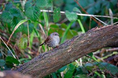 Dunnock ormanda yiyecek arıyor.