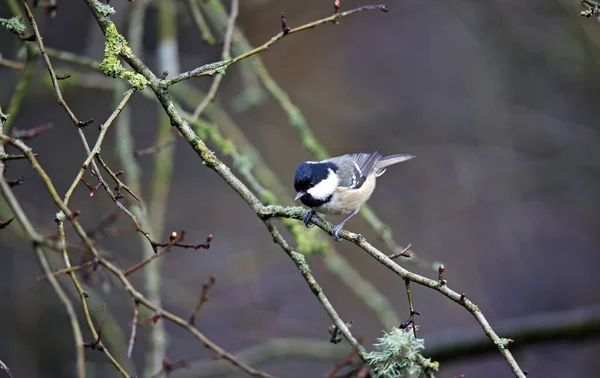 Coal Tit Foraging Food Woods — Stockfoto