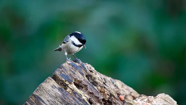 Coal Tit Foraging Food Woods — Stock Photo, Image