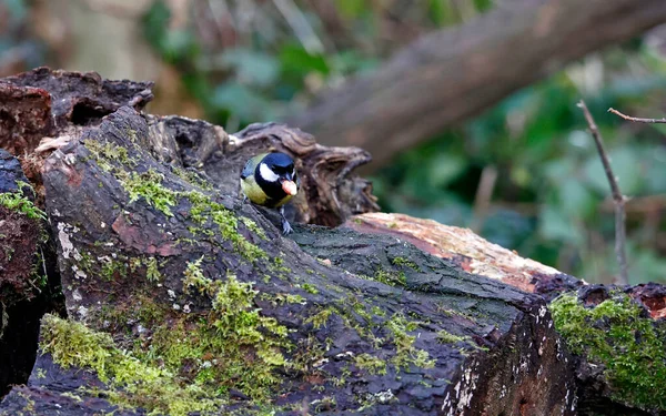 Great Tit Searching Food Woods — 图库照片