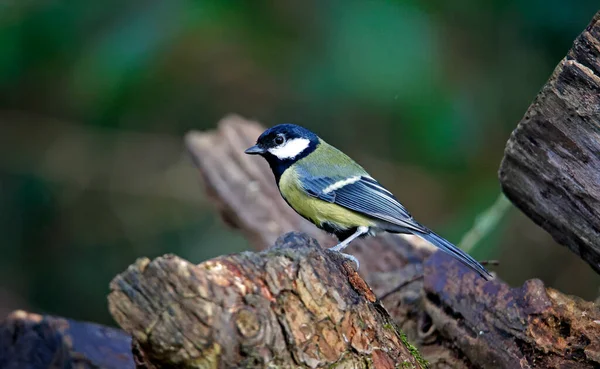 Great Tit Searching Food Woods — 图库照片
