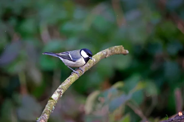 Great Tit Searching Food Woods — стоковое фото