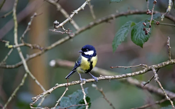 Great Tit Searching Food Woods — Fotografia de Stock