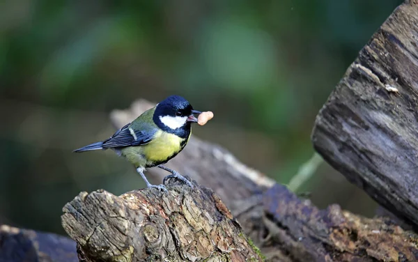 Great Tit Searching Food Woods — стоковое фото
