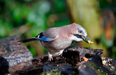 Avrasyalı Jay önbelleğe yiyecek topluyor
