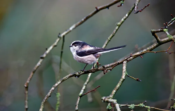 Long tailed tit perched in a tree