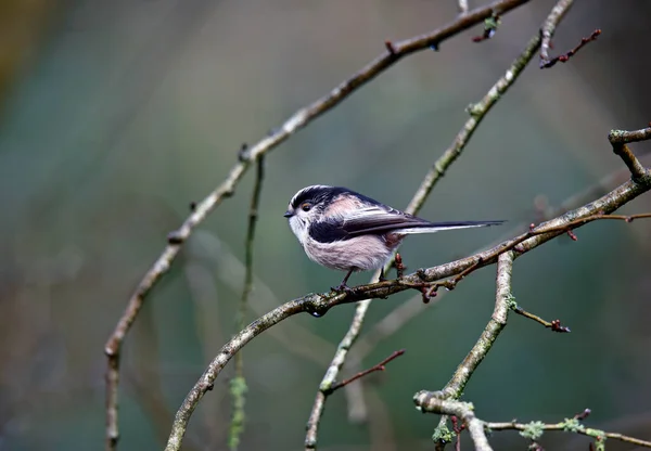 Long Tailed Tit Perched Tree — Stock Photo, Image