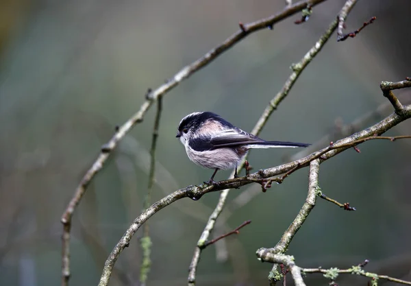 Long Tailed Tit Perched Tree — Stock Photo, Image