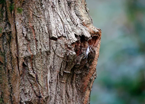 Treecreeper Searching Insects Tree Trunk — Stock Photo, Image