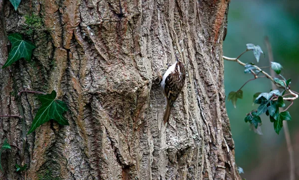 Treecreeper Searching Insects Tree Trunk — Stock Photo, Image